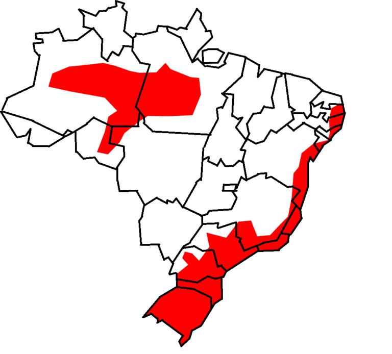 1. Mapa de distribuição geográfica do Gato-maracajá (Leopardus wiedii) no Brasil.