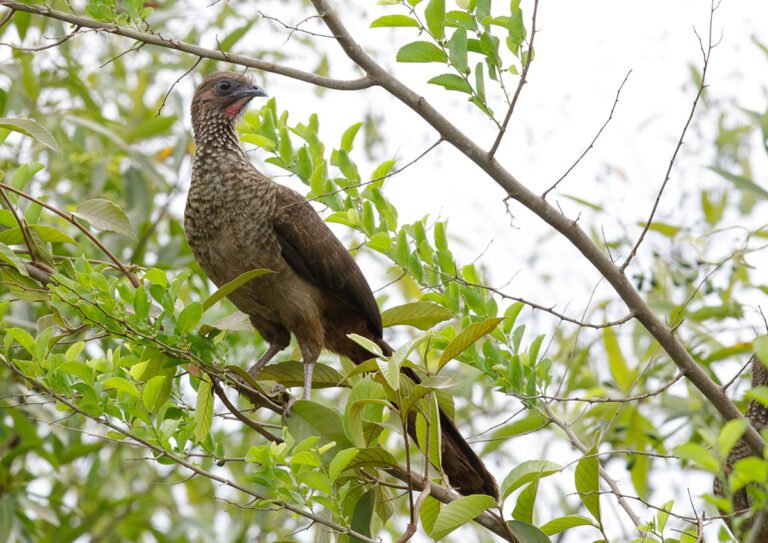 2. Aracuã-guarda-faca adulto, Estado de São Paulo, Brasil