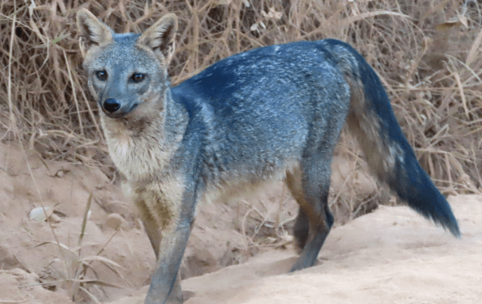 2. Cachorro-do-mato adulto fêmea, em gestação
