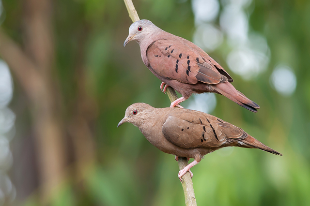 2. Casal de Rolinha-roxa, macho (acima) e fêmea (abaixo)