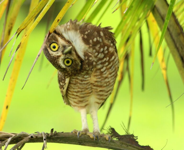 2. Coruja-buraqueira adulta em Bertioga, SP.