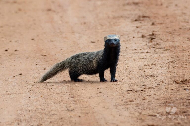 2. Furão-pequeno adulto