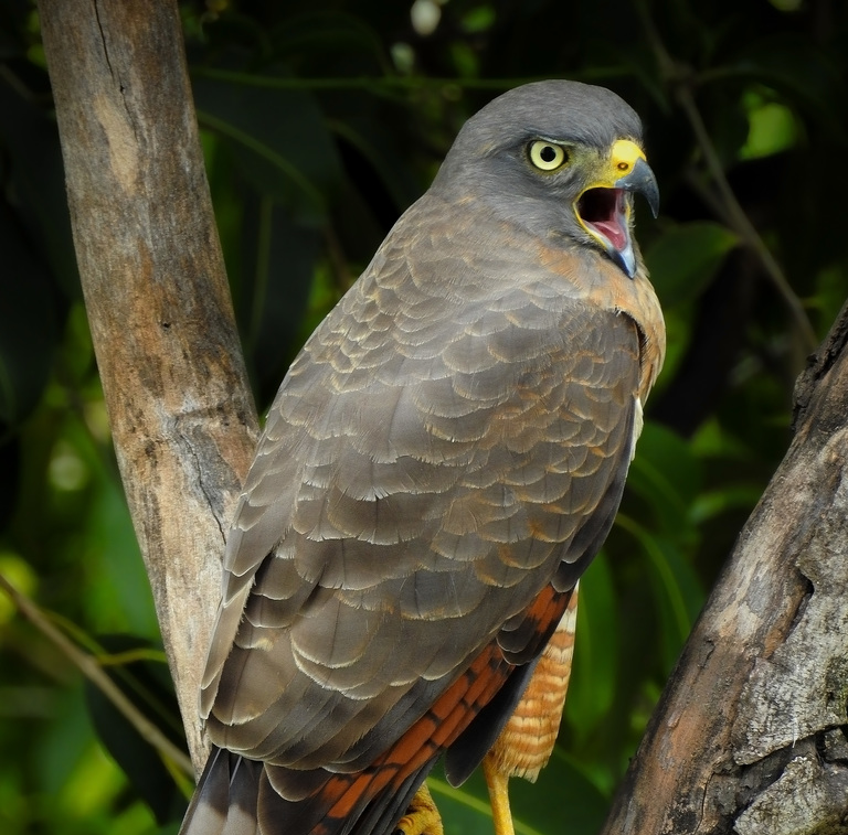 2. Gavião_carijó_adulto