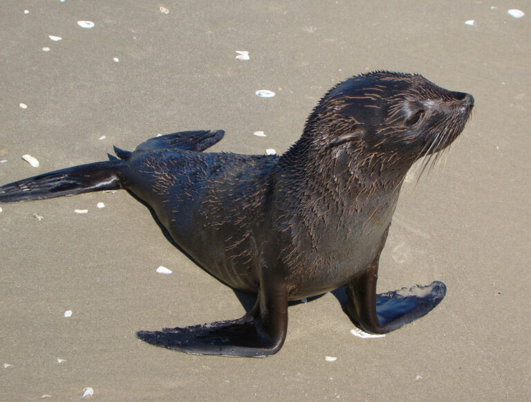2. Lobo-marinho adulto fêmea