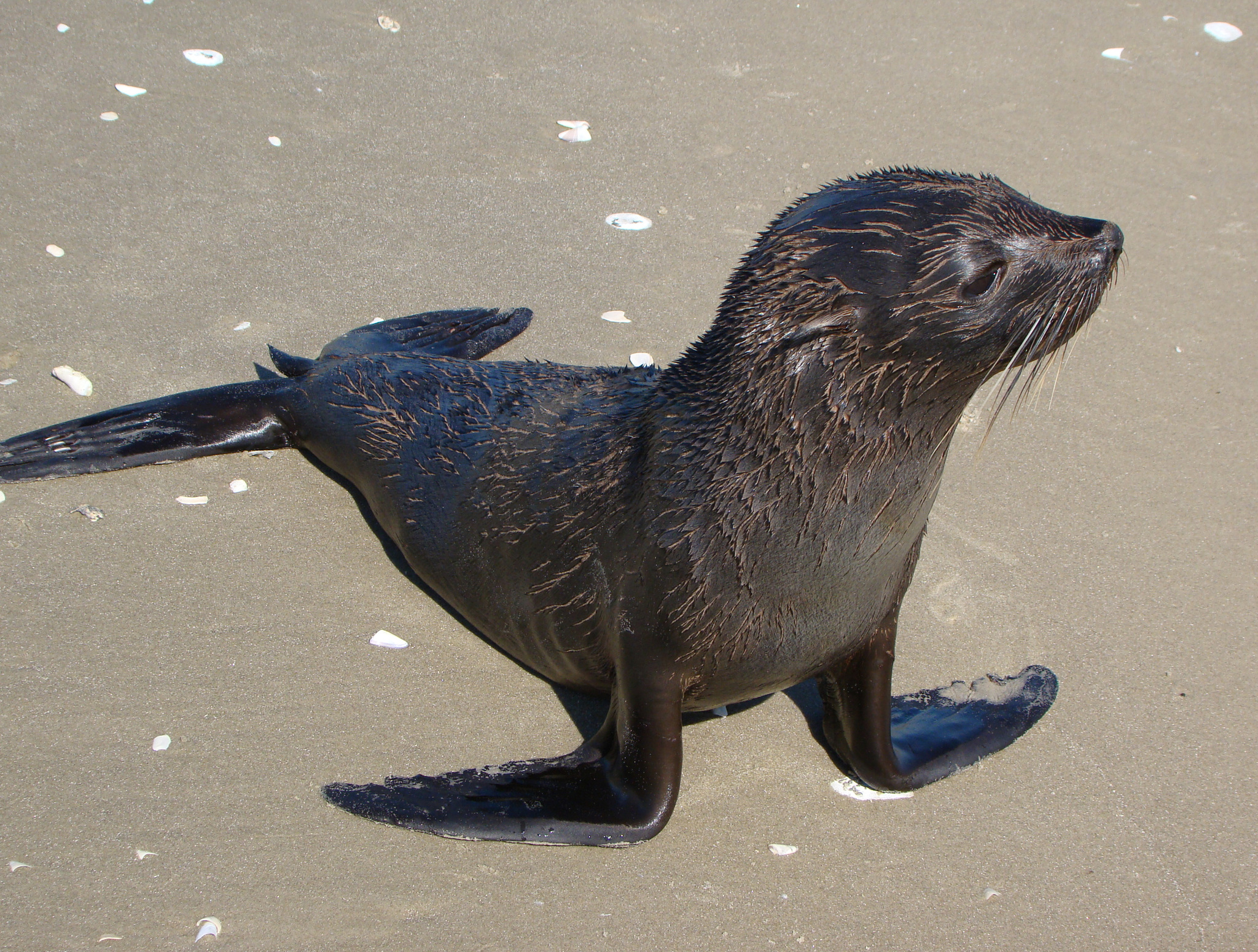 2. Lobo-marinho adulto fêmea