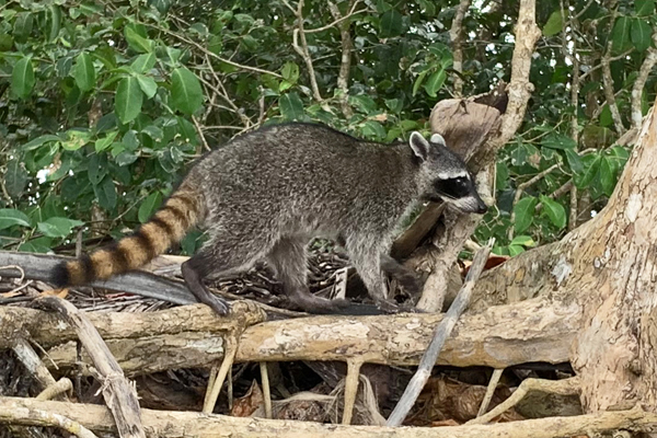 2. Mão-Pelada adulto.