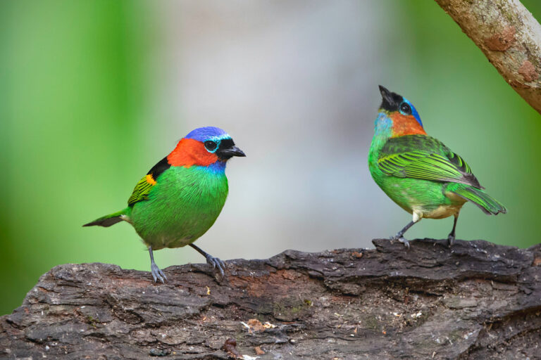 2. Saíra-milita adulto macho (à esquerda) e fêmea (à direita)
