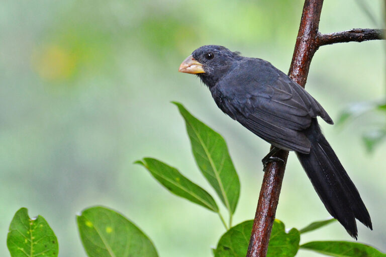 3. Bico-de-pimenta juvenil