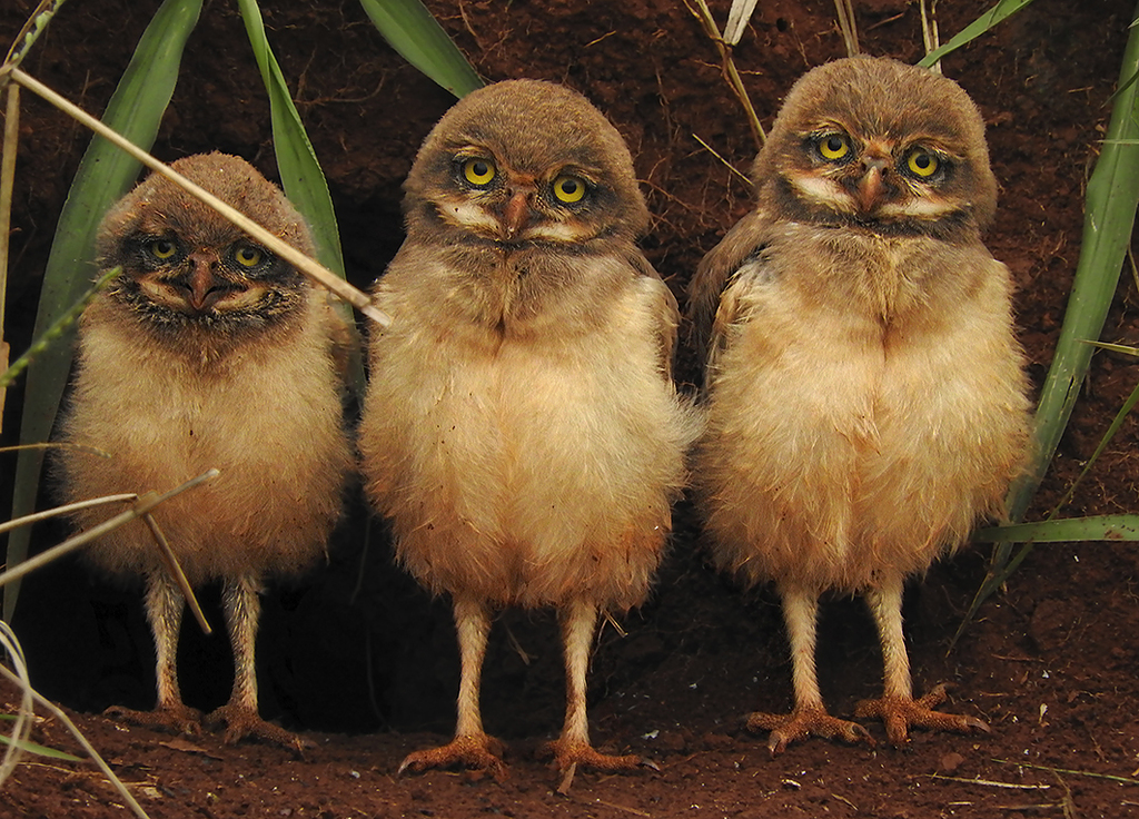 3. Coruja-buraqueira filhote em Cascavel, PR.