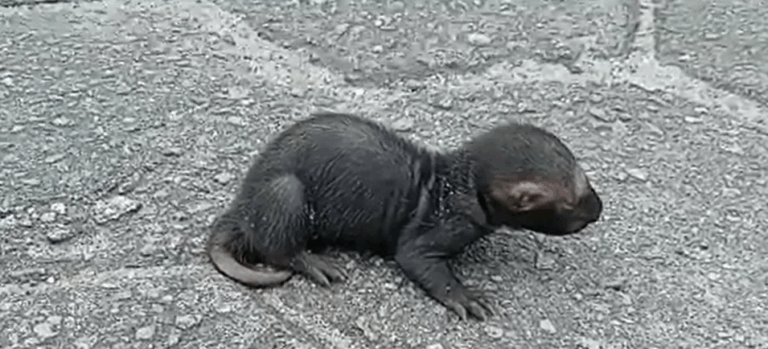 3. Furão-pequeno filhote