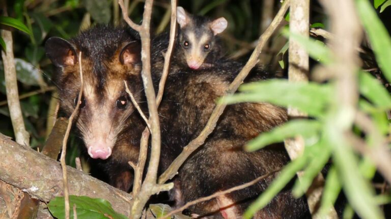 3. Gambá-de-orelha-preta adulto fêmea com filhote