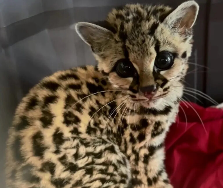 3. Gato-maracajá filhote, resgatado em uma propriedade rural de São Marcos, na Serra do Rio Grande do Sul.