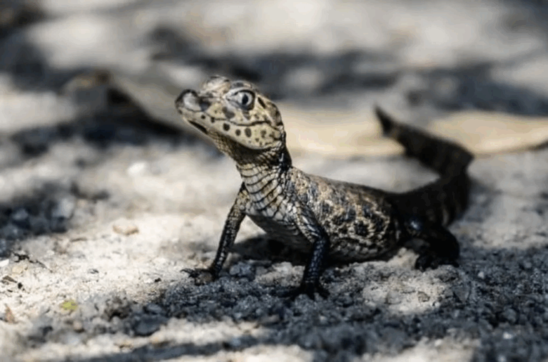 3. Jacaré-de-papo-amarelo filhote no Parque Ecológico do Córrego Grande, Florianópolis