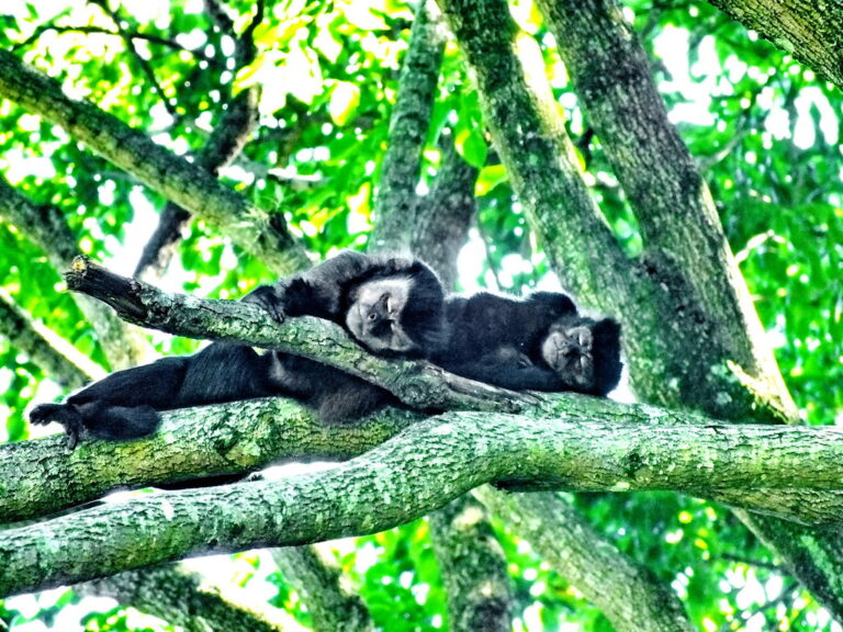 3. Macaco-prego adulto macho (esquerda) e fêmea (direita) dormindo juntos