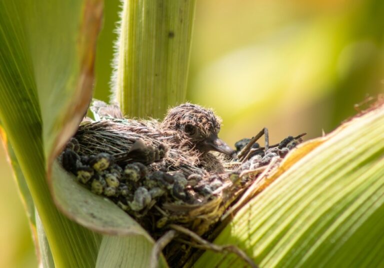 3. Rolinha-roxa filhote em seu ninho