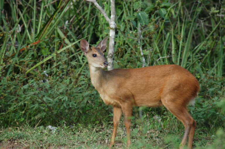 3. Veado-catingueiro adulto fêmea