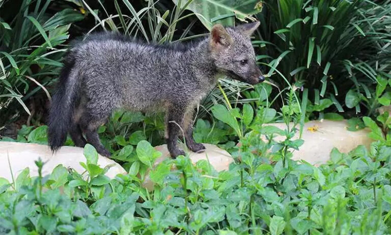 3.Cachorro-do-mato filhote, com aproximadamente 3 meses.