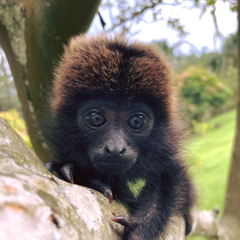 4. Bugio-Ruivo juvenil