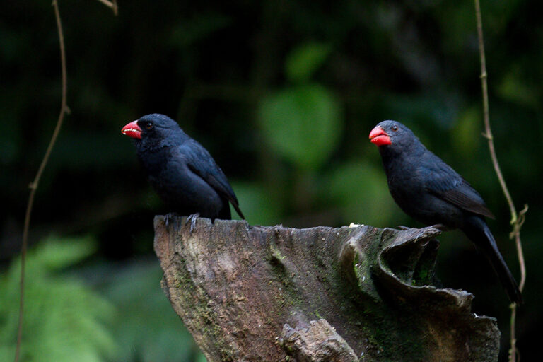 4. Casal de Bico-de-pimenta