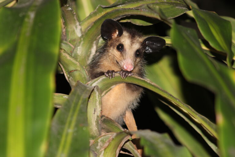 4. Gambá-de-orelha-preta filhote, no Rio de Janeiro