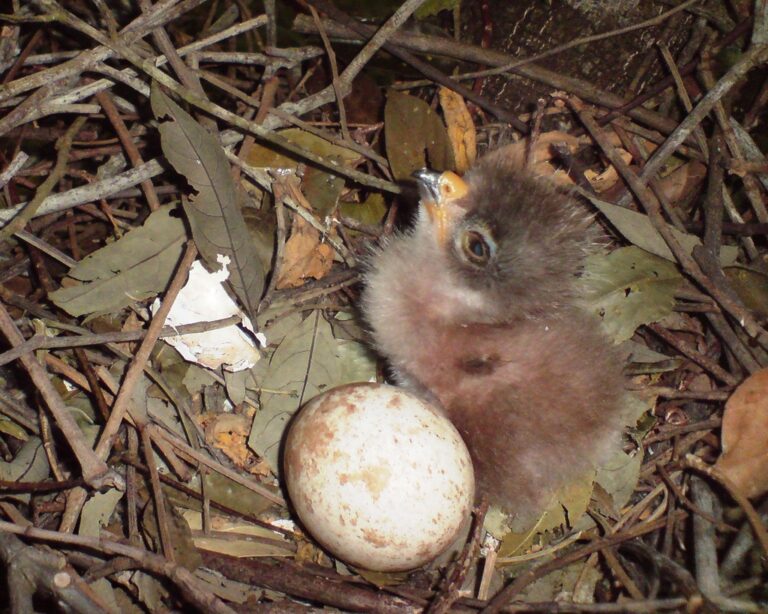 4. Gavião-carijó filhote