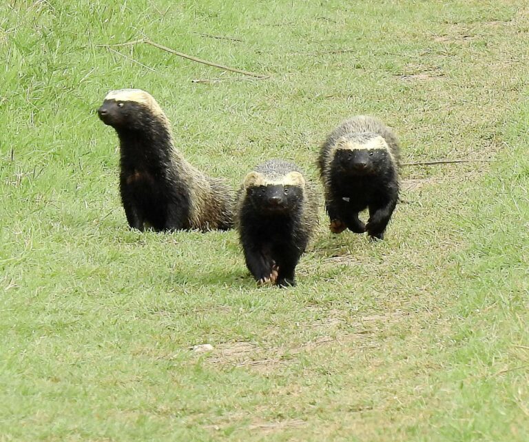 4. Grupo de Furões-pequenos