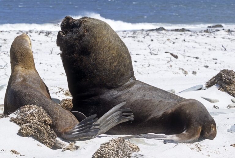 4. Lobo-marinho macho (direita) e fêmea (esquerda)