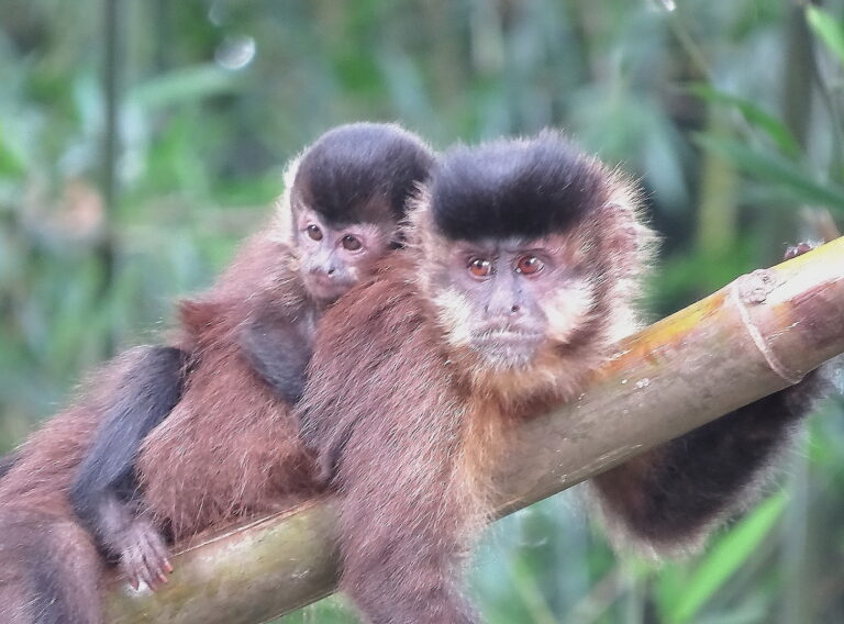 4. Macaco-prego adulto fêmea carregando seu filhote