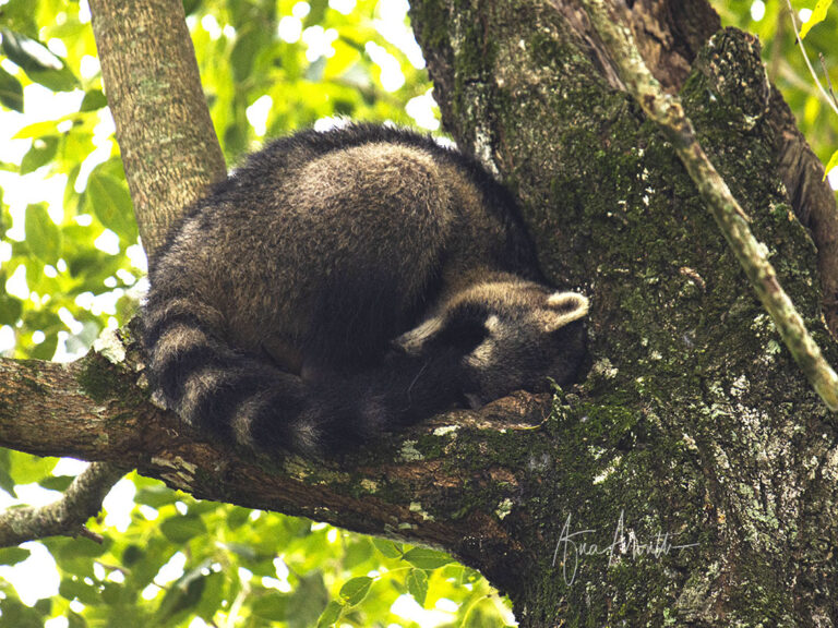 4. Mão-Pelada adulto dormindo.