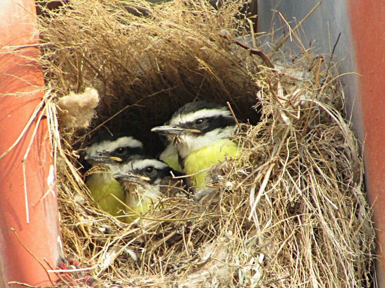 4. Ninho com filhotes de Bem-te-vi