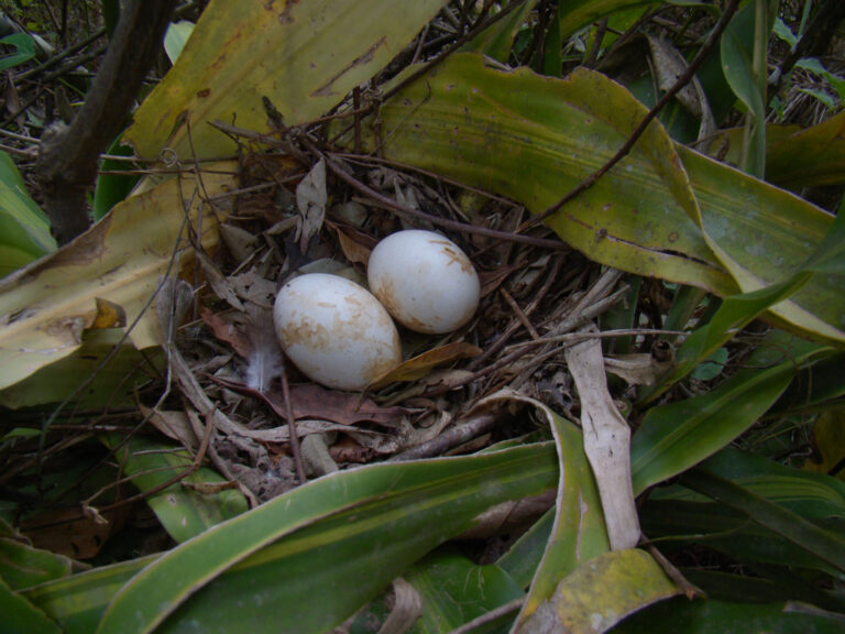 4. Ninho de aracuã escamoso