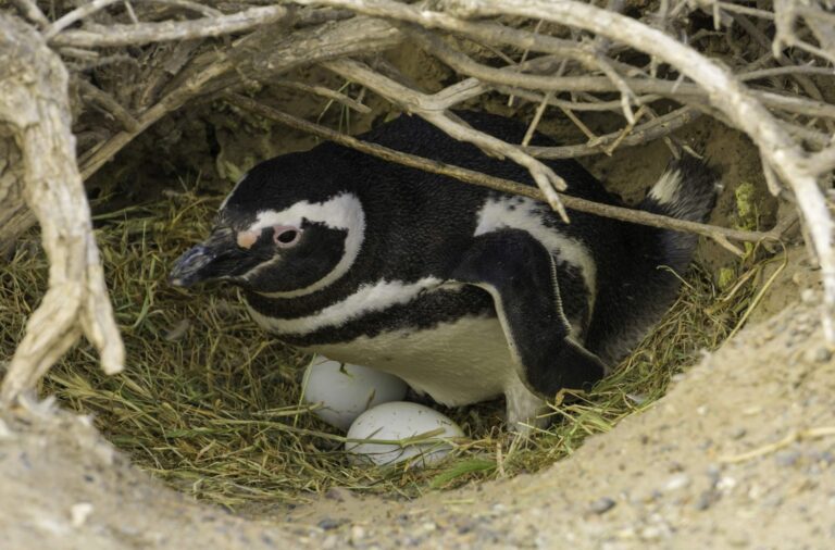 4. Pinguim-de-magalhães protegendo seus ovos