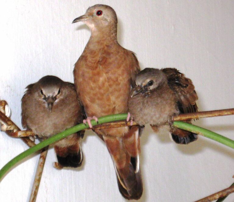 4. Rolinha-roxa adulta fêmea com seus filhotes