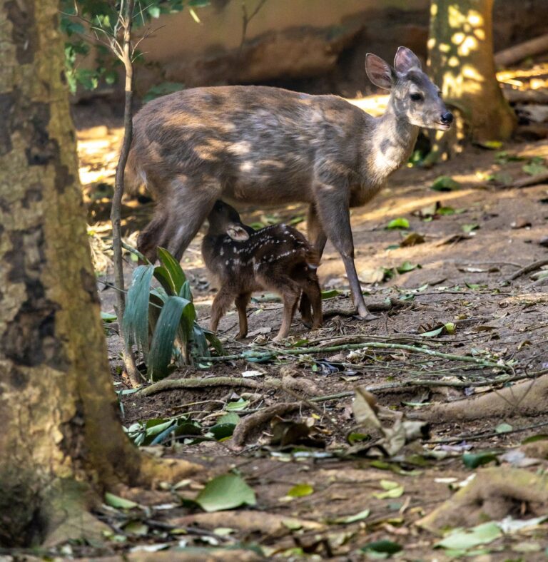 4. Veado-catingueiro fêmea com seu filhote