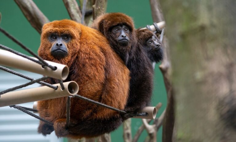 5. Família de Bugio-ruivo