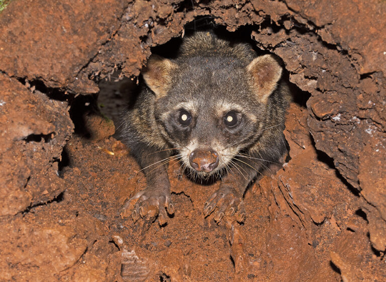 5. Mão-Pelada adulto em um abrigo.