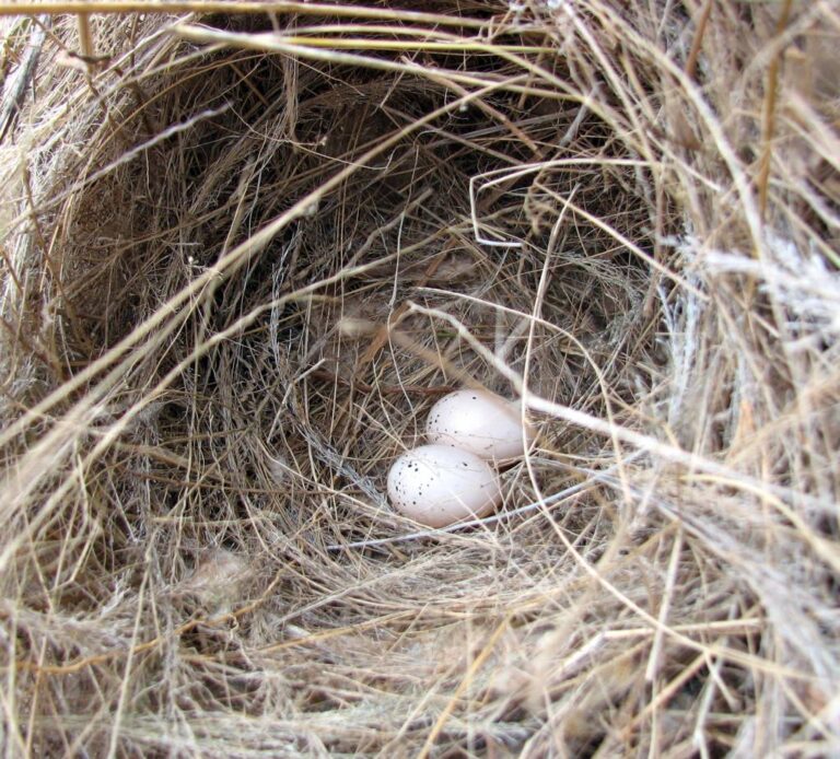 5. Ovos de Bem-te-vi