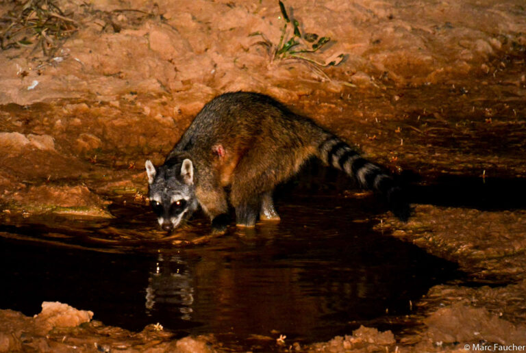 6. Mão-Pelada adulto comendo