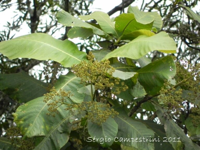 Imagem3