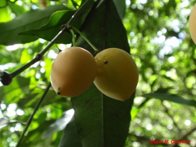Imagem7
