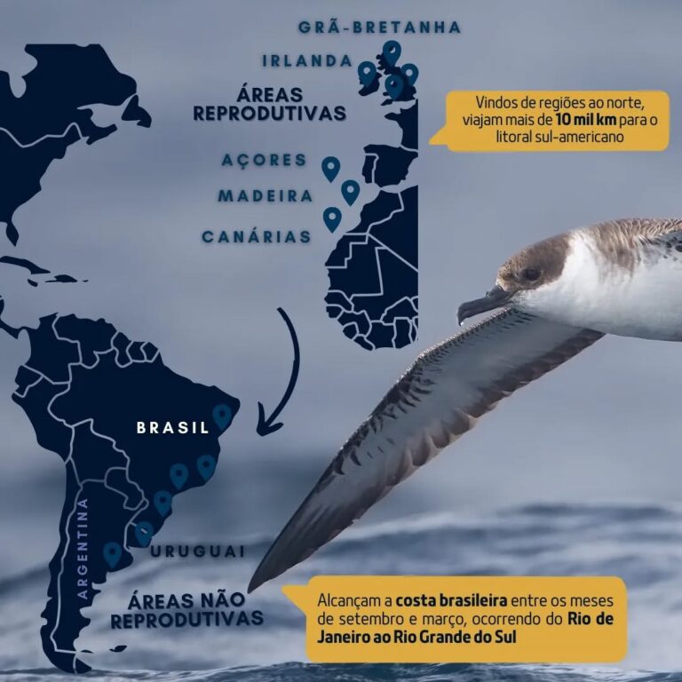 1. Mapa de migração da Pardela-sombria (Puffinus puffinus)