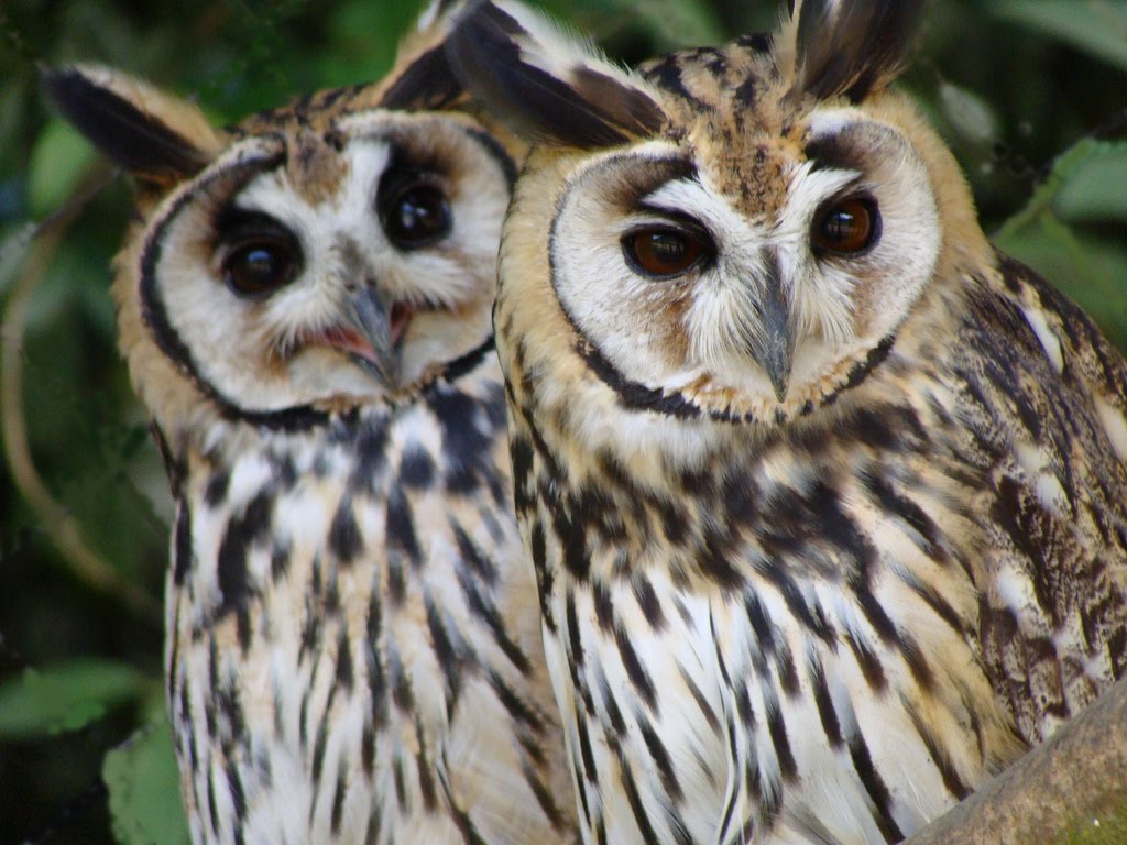 2. Casal de Coruja-orelhuda