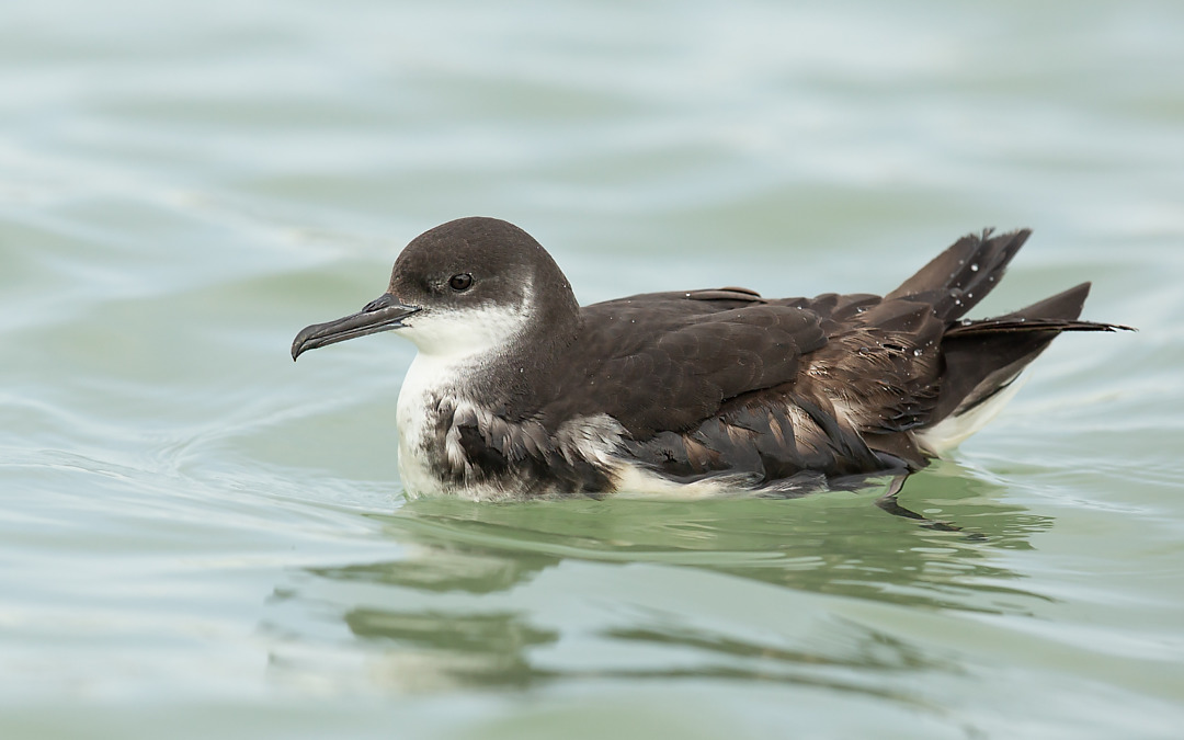 3. Pardela-sombria adulto