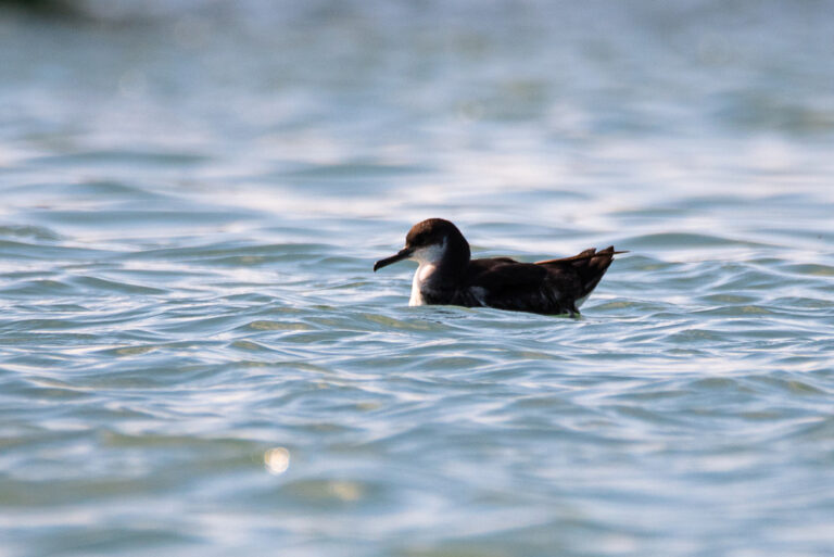 4. Pardela-sombria jovem