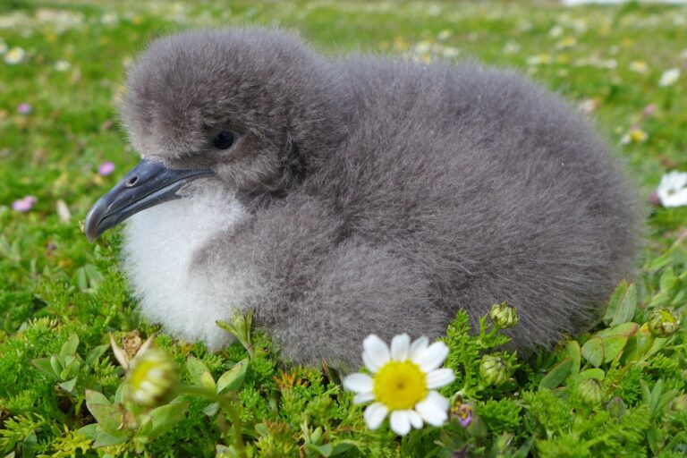 5. Filhote de pardela-sombria