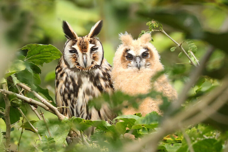 5. Filhote (esquerda) e mãe (direita) de Coruja-orelhuda