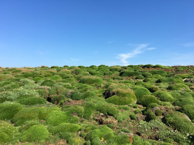 6. Tocas cobrindo a paisagem na ilha de Skomer, local onde a Pardela-sombria pode nidificar