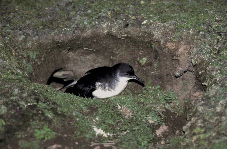 7. Pardela-sombria adulto na entrado do ninho