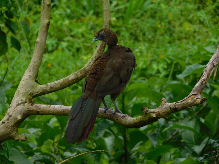 2. Aracuã escamoso adulto