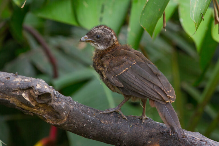 3. Aracuã escamoso filhote